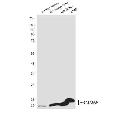 GABARAP Rabbit Polyclonal Antibody | 兔多抗 | EnkiLife恩玑生命