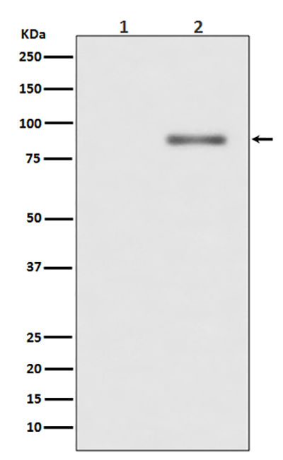 Phospho-PKC alpha (Thr638) Rabbit Polyclonal Antibody | 兔多抗 | EnkiLife恩玑生命