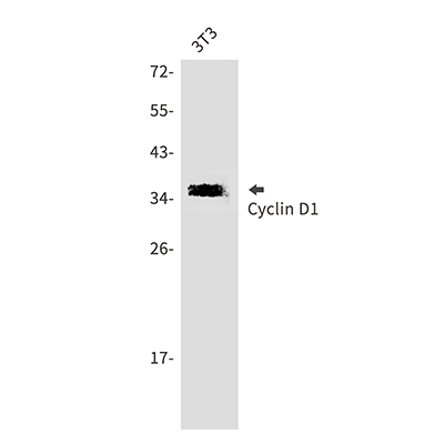 Cyclin D1 Rabbit Polyclonal Antibody | 兔多抗 | EnkiLife恩玑生命