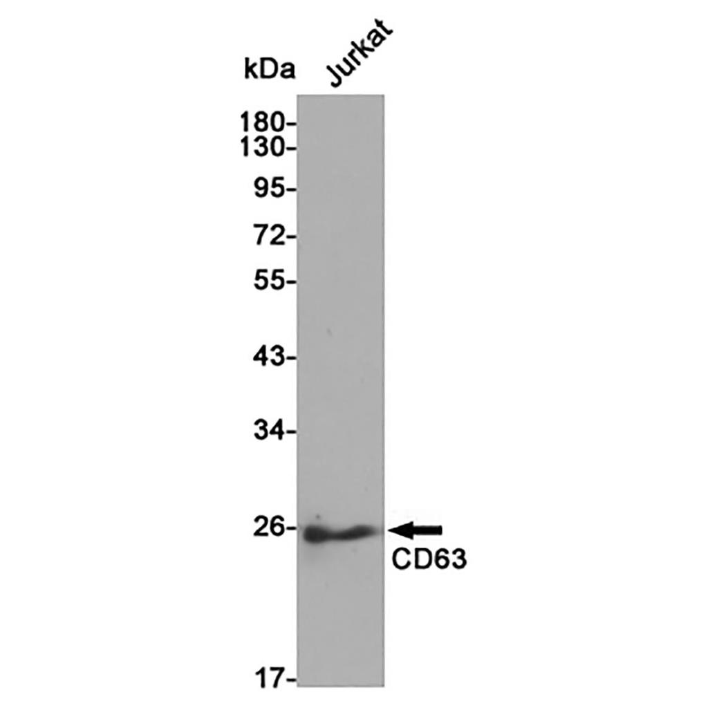 CD63 Rabbit Polyclonal Antibody | 兔多抗 | EnkiLife恩玑生命