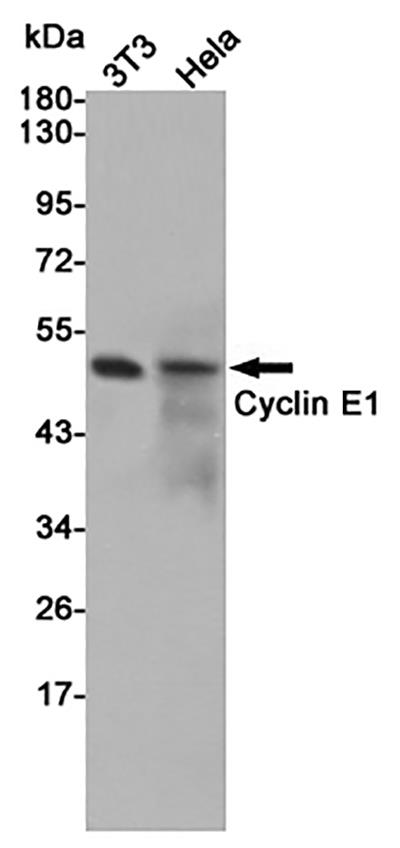 Cyclin E1 Rabbit Polyclonal Antibody | 兔多抗 | EnkiLife恩玑生命