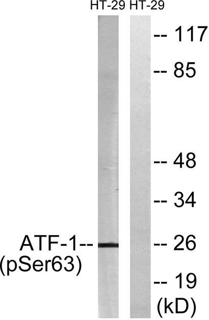 ATF-1 (phospho Ser63) Rabbit Polyclonal Antibody | 兔多抗 | EnkiLife恩玑生命