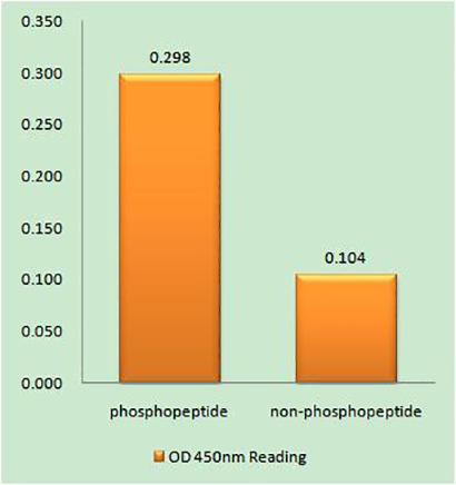 ATF-2 (phospho Ser472) Rabbit Polyclonal Antibody | 兔多抗 | EnkiLife恩玑生命