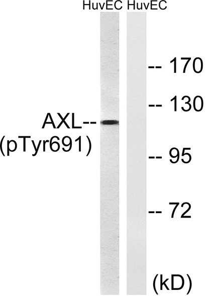 Axl (phospho Tyr691) Rabbit Polyclonal Antibody | 兔多抗 | EnkiLife恩玑生命