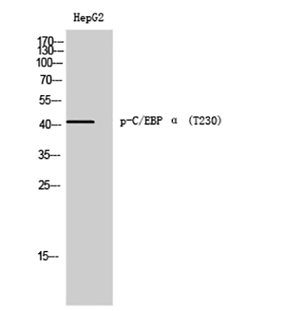 C/EBP α (phospho Thr230) Rabbit Polyclonal Antibody | 兔多抗 | EnkiLife恩玑生命