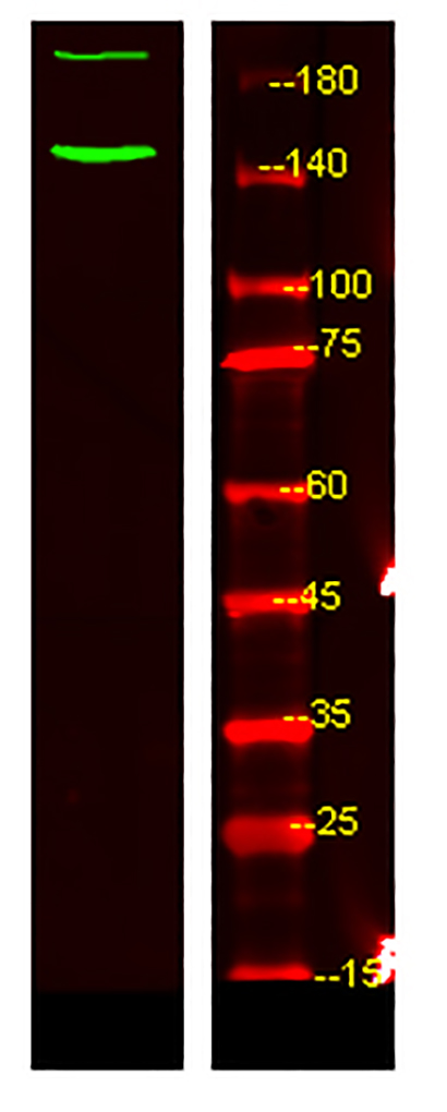 c-Abl (phospho-Tyr89)  Rabbit Polyclonal Antibody | 兔多抗 | EnkiLife恩玑生命