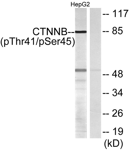 Catenin-β (phospho Thr41/S45) Rabbit Polyclonal Antibody | 兔多抗 | EnkiLife恩玑生命