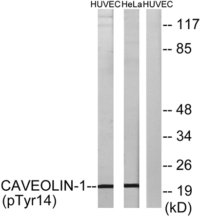Caveolin-1 (phospho Tyr14) Rabbit Polyclonal Antibody | 兔多抗 | EnkiLife恩玑生命