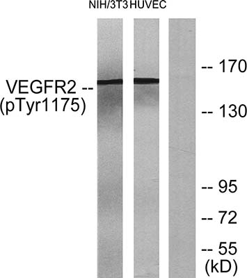 Flk-1 (phospho Tyr1175) Rabbit Polyclonal Antibody | 兔多抗 | EnkiLife恩玑生命