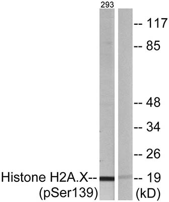 Histone H2A.X (phospho Ser139) Rabbit Polyclonal Antibody | 兔多抗 | EnkiLife恩玑生命