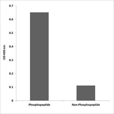 Hrs (phospho Tyr216) Rabbit Polyclonal Antibody | 兔多抗 | EnkiLife恩玑生命