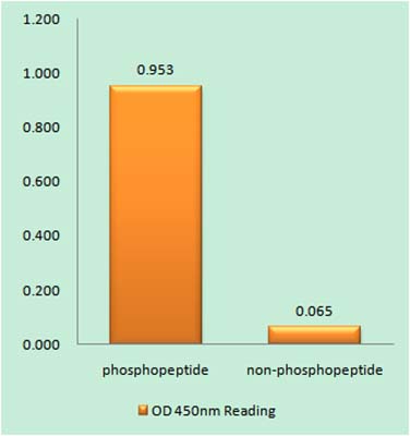 Hrs (phospho Tyr334) Rabbit Polyclonal Antibody | 兔多抗 | EnkiLife恩玑生命