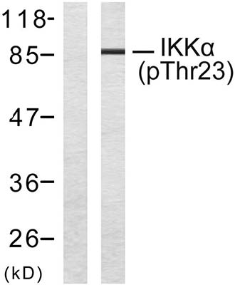 IKKα (phospho Thr23) Rabbit Polyclonal Antibody | 兔多抗 | EnkiLife恩玑生命
