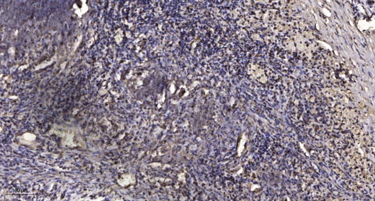Mcl-1 (phospho-Thr163)  Rabbit Polyclonal Antibody | 兔多抗 | EnkiLife恩玑生命