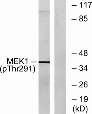 MEK-1 (phospho Thr292) Rabbit Polyclonal Antibody | 兔多抗 | EnkiLife恩玑生命