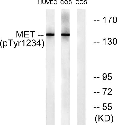 Met (phospho Tyr1234) Rabbit Polyclonal Antibody | 兔多抗 | EnkiLife恩玑生命