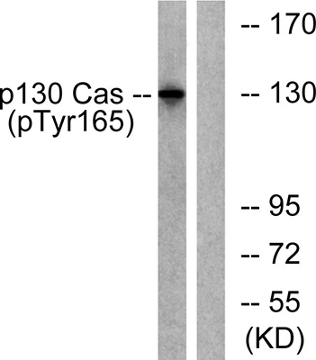 p130 Cas (phospho Tyr165) Rabbit Polyclonal Antibody | 兔多抗 | EnkiLife恩玑生命