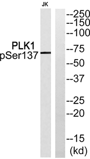Plk1 (phospho Ser137) Rabbit Polyclonal Antibody | 兔多抗 | EnkiLife恩玑生命