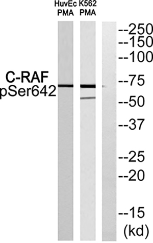 Raf-1 (phospho Ser642) Rabbit Polyclonal Antibody | 兔多抗 | EnkiLife恩玑生命