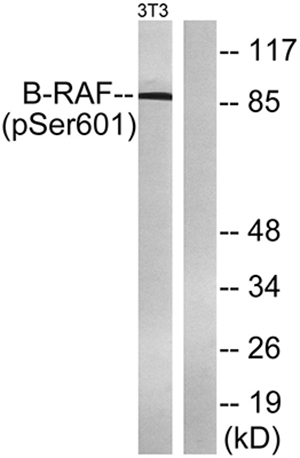 Raf-B (phospho Ser602) Rabbit Polyclonal Antibody | 兔多抗 | EnkiLife恩玑生命