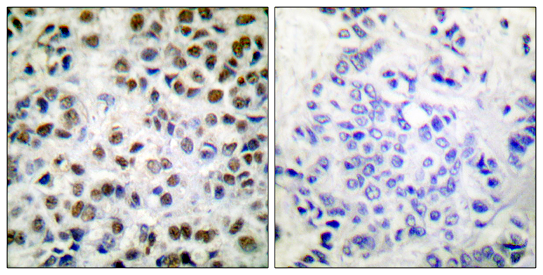 Rpb1 (phospho Ser1619) Rabbit Polyclonal Antibody | 兔多抗 | EnkiLife恩玑生命