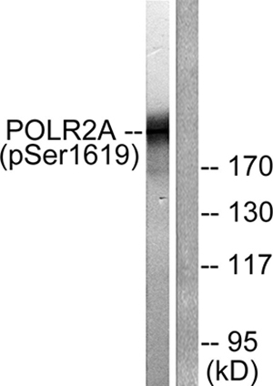 Rpb1 (phospho Ser1619) Rabbit Polyclonal Antibody | 兔多抗 | EnkiLife恩玑生命