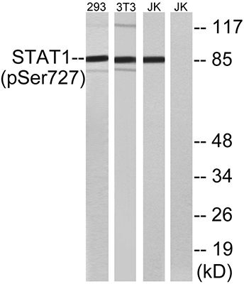 Stat1 (phospho Ser727) Rabbit Polyclonal Antibody | 兔多抗 | EnkiLife恩玑生命