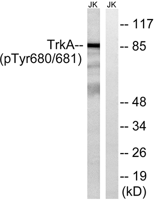 Trk A (phospho Tyr680/Y681) Rabbit Polyclonal Antibody | 兔多抗 | EnkiLife恩玑生命