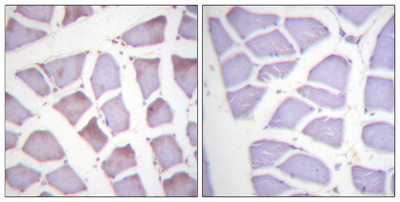 XIAP (phospho Ser87) Rabbit Polyclonal Antibody | 兔多抗 | EnkiLife恩玑生命