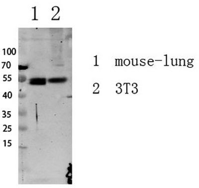 Smad3 (Phospho-Ser213) Rabbit Polyclonal Antibody | 兔多抗 | EnkiLife恩玑生命