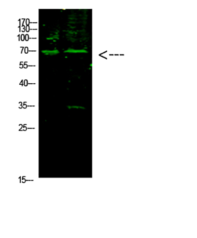 E2F-1 (Acetyl-K117) Rabbit Polyclonal Antibody | 兔多抗 | EnkiLife恩玑生命