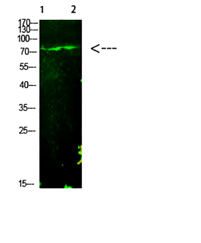 E2F-1 (Acetyl-K125) Rabbit Polyclonal Antibody | 兔多抗 | EnkiLife恩玑生命