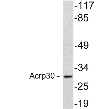 Acrp30 Rabbit Polyclonal Antibody | 兔多抗 | EnkiLife恩玑生命