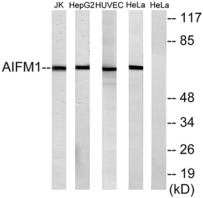 AIF-M1 Rabbit Polyclonal Antibody | 兔多抗 | EnkiLife恩玑生命