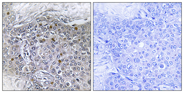 BS69 Rabbit Polyclonal Antibody | 兔多抗 | EnkiLife恩玑生命