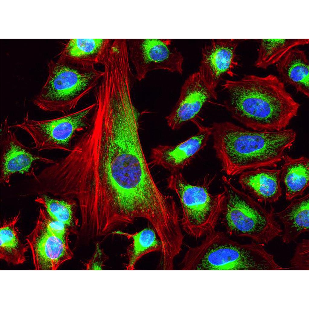 Fluorescein 633-Phalloidin（荧光素633标记鬼笔环肽）| 细胞骨架荧光染料 | EnkiLife恩玑生命