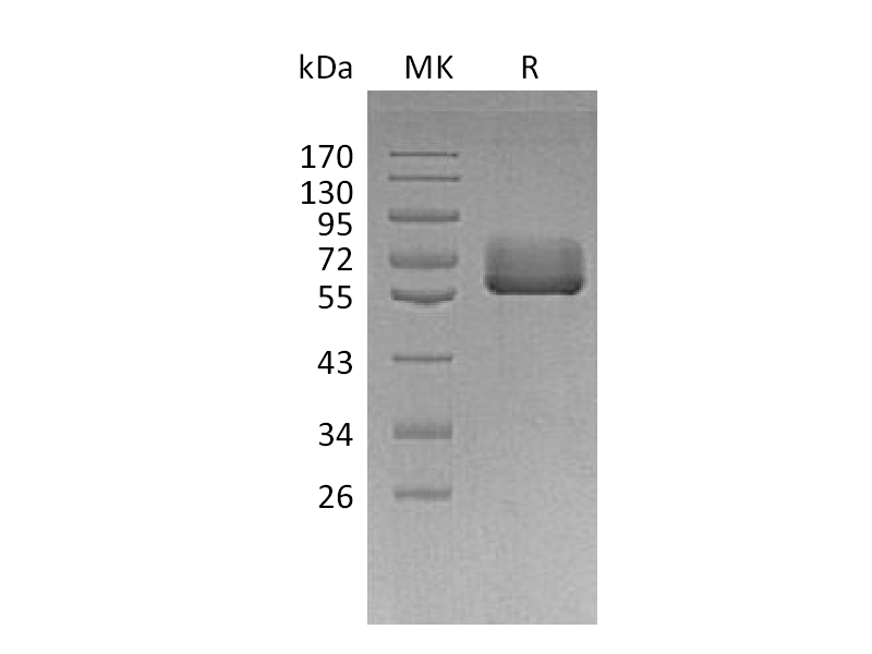 重组人BTN2A2 (C-Fc)蛋白 | EnkiLife恩玑生命