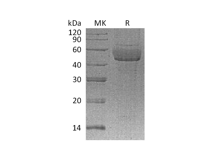 重组人SDC1 (C-6His)蛋白 | EnkiLife恩玑生命