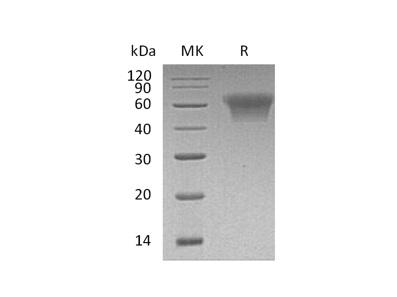 重组人CD55 (C-6His)蛋白 | EnkiLife恩玑生命