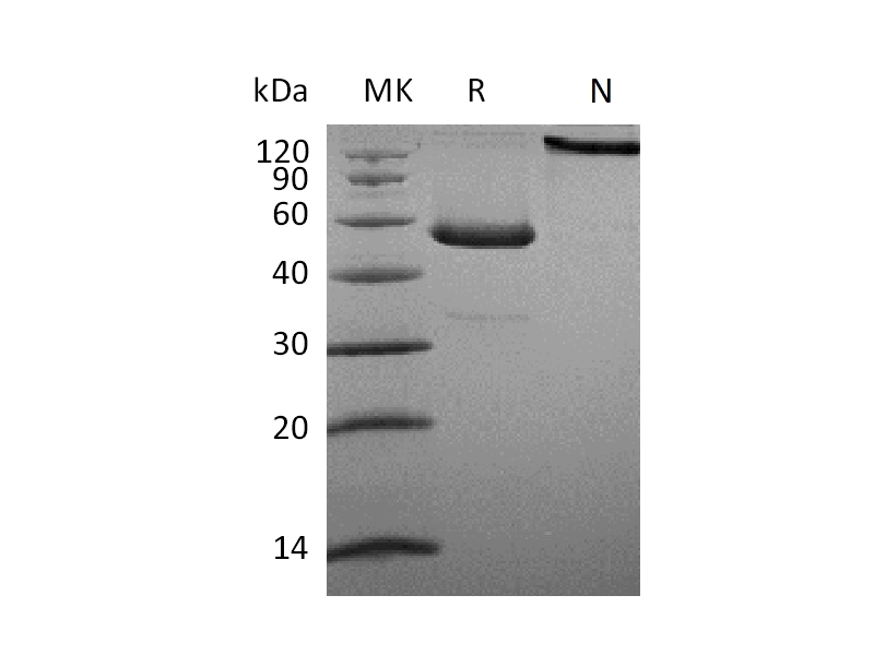 重组人CD27L (C-Fc)蛋白 | EnkiLife恩玑生命