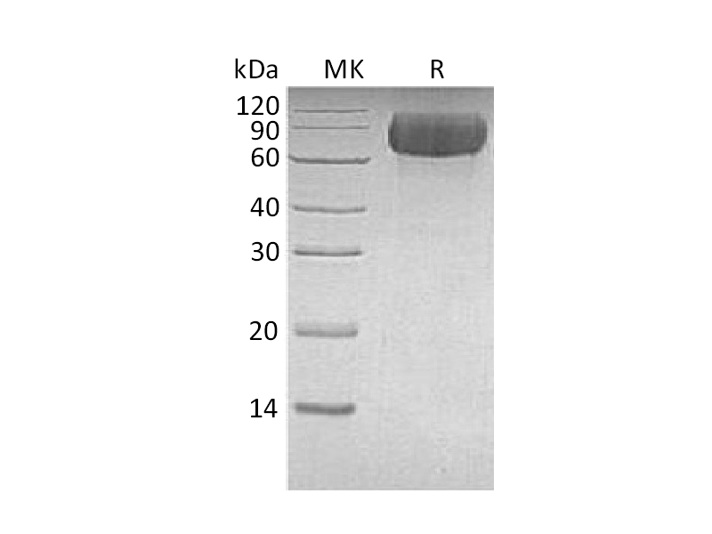 重组人LILRB1 (C-6His)蛋白 | EnkiLife恩玑生命