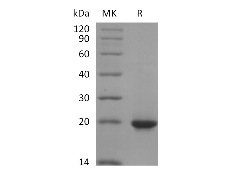 重组人SHH (C-6His)蛋白 | EnkiLife恩玑生命