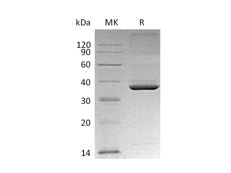 重组小鼠ApoE (C-6His)蛋白 | EnkiLife恩玑生命