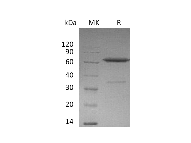 重组小鼠EFNA3 (C-Fc)蛋白 | EnkiLife恩玑生命
