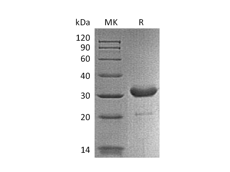 重组小鼠IgG2b Fc蛋白 | EnkiLife恩玑生命