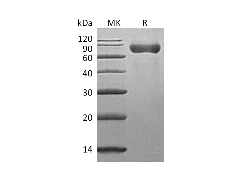 重组小鼠SLAMF3 (C-6His)蛋白 | EnkiLife恩玑生命