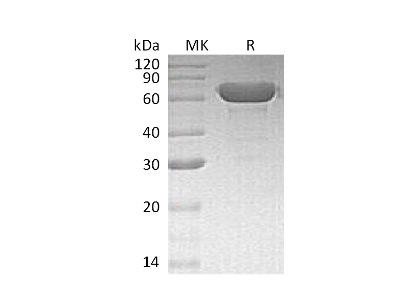 重组人Albumin蛋白 | EnkiLife恩玑生命