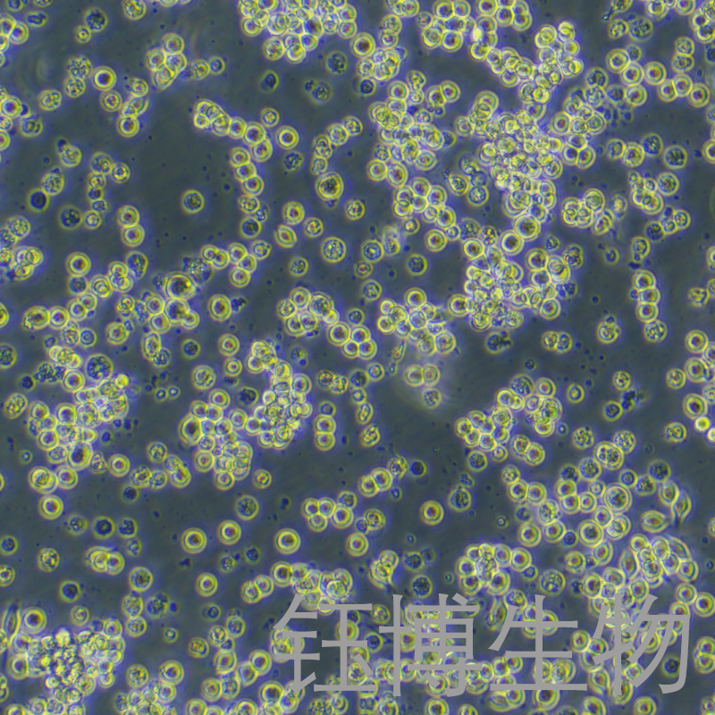 NCI-H2122（人肺腺癌细胞）YB-71900HC