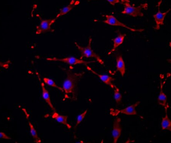 小鼠胎儿表皮角质形成层细胞