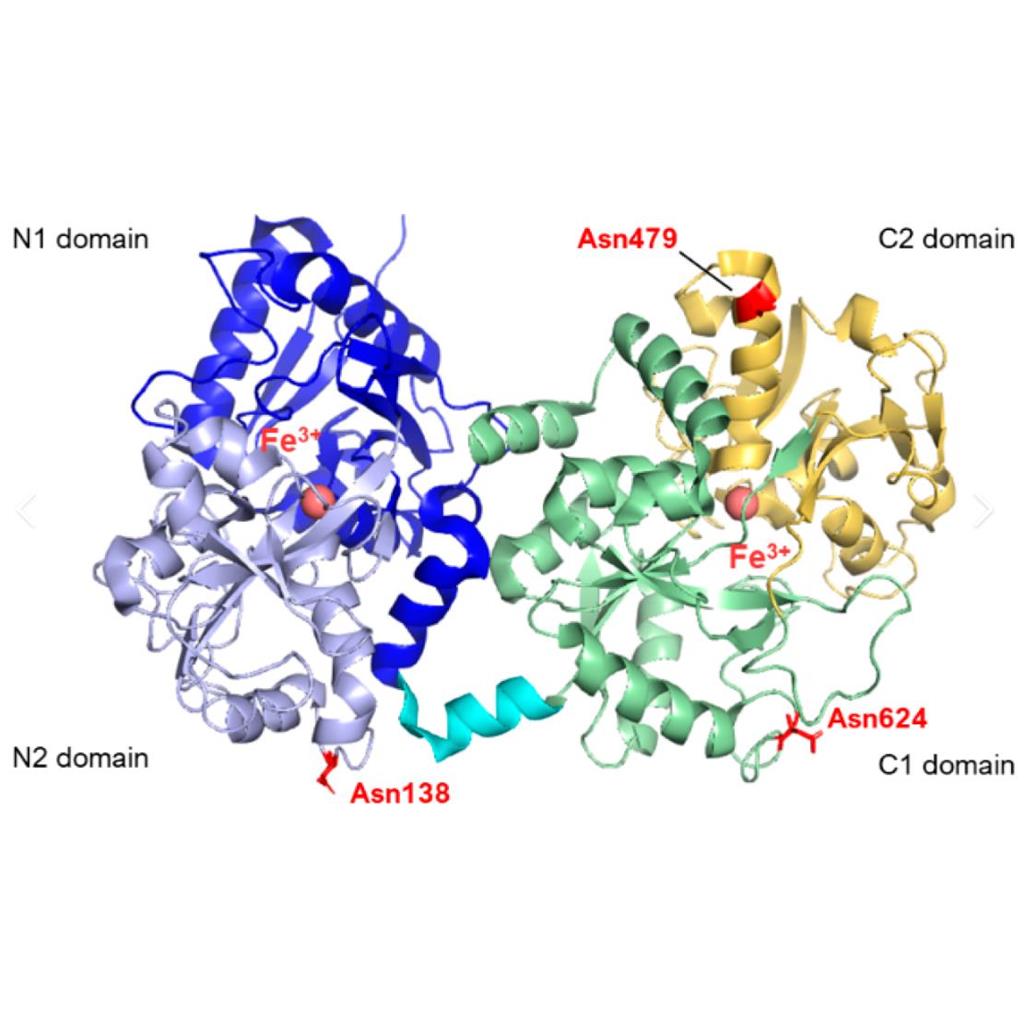 罗丹明B-乳铁蛋白,RB-Lactoferrin